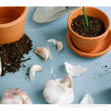 Best Quality New Garlic Planting